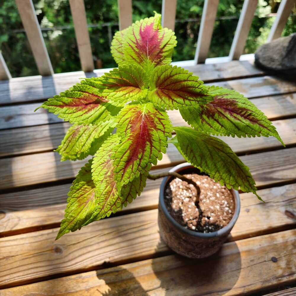 A coleus plant growing in a pot on the balcony, with a focus on its leaves.