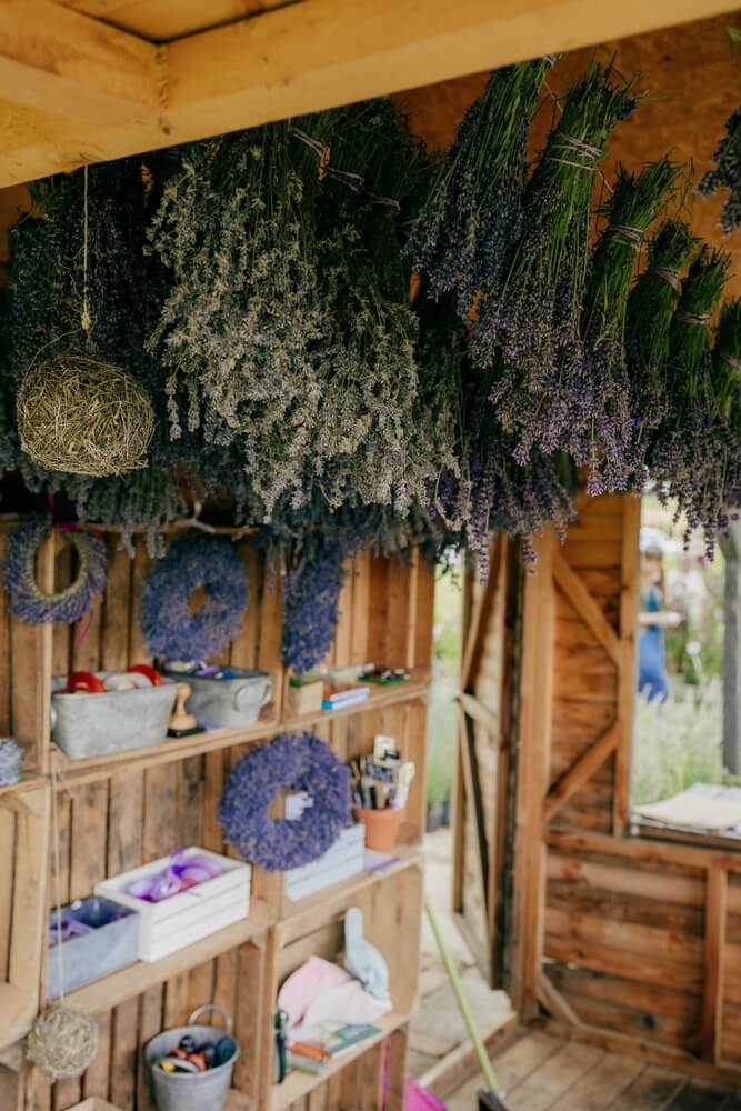 Dried lavender bunches hanging in a rustic shed with handmade wreaths.