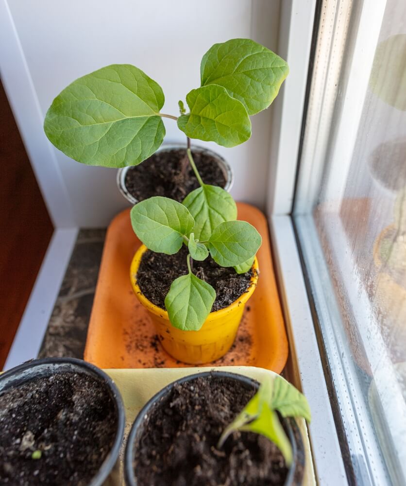 Eggplant seedlings growing in soil in pots.