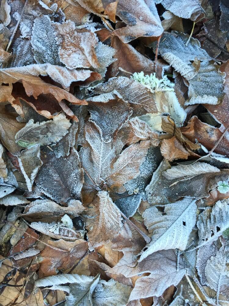 Frozen leaves on the ground, great for winter compost piles.