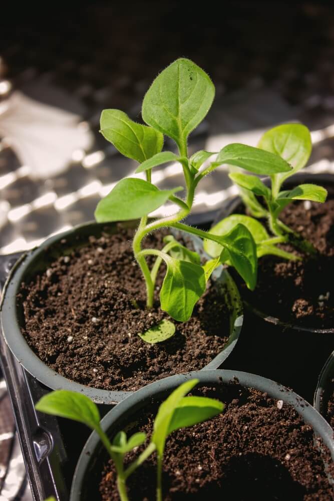 Green plants growing in small cups.