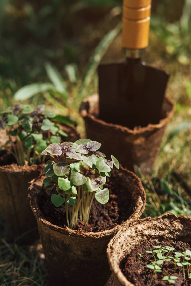Growing microgreens or clover in small grow cups.