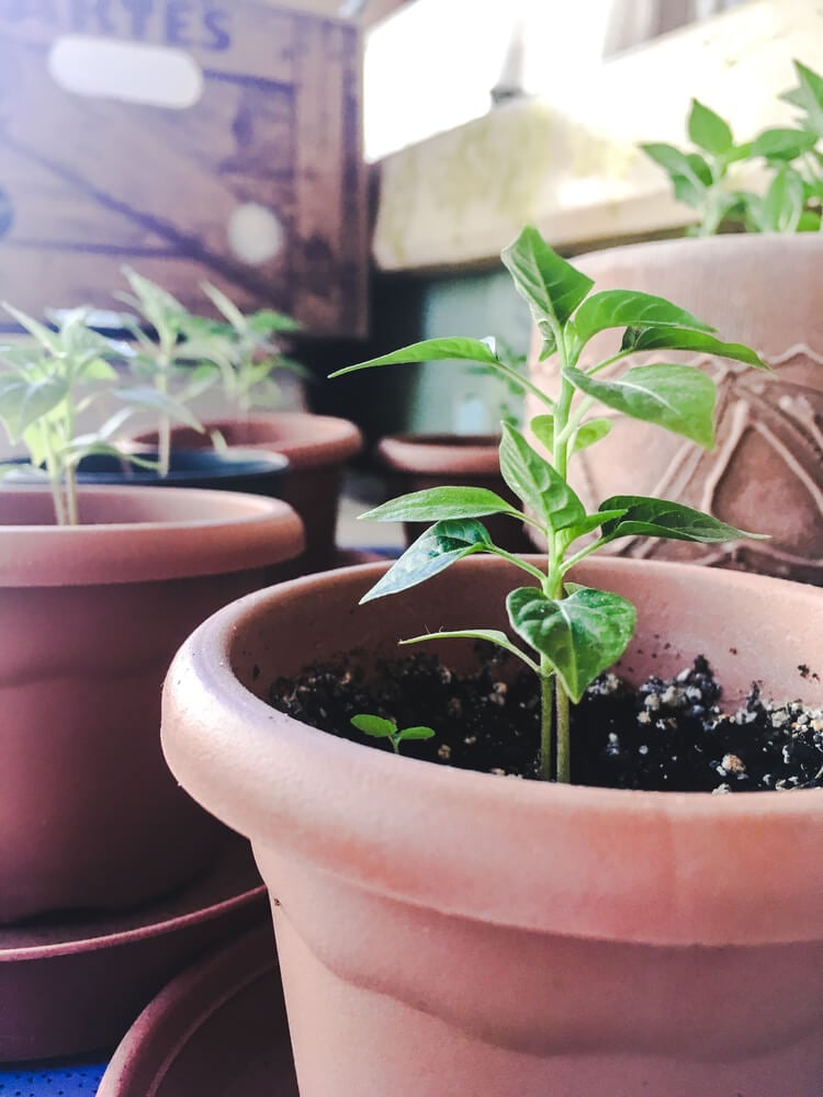 Growing some yummy peppers in terracotta pots.