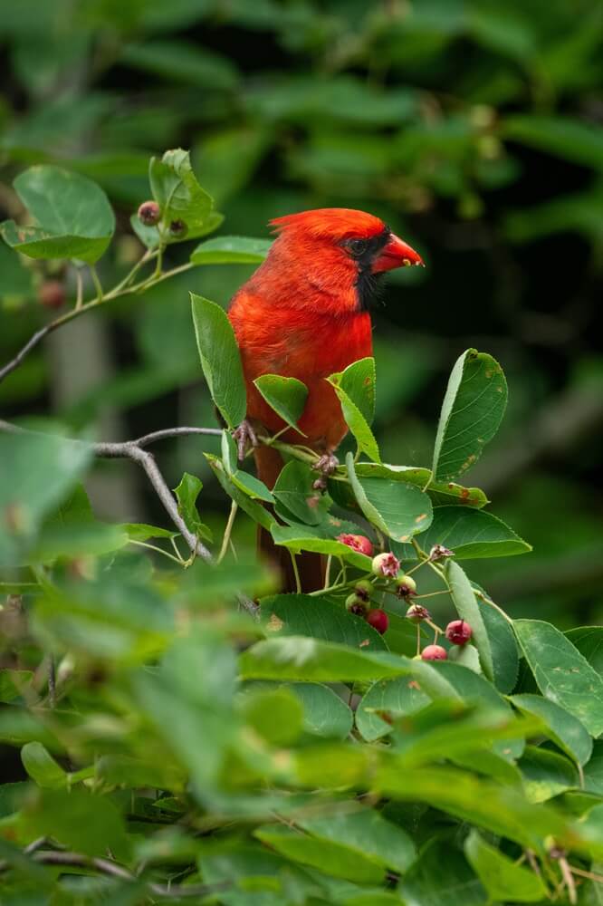 Hungry cardinal bird visiting a serviceberry tree and eating the berries.