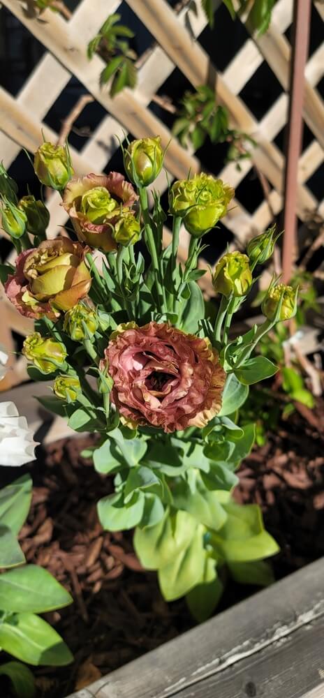 Lisianthus 'Rosanne' deep brown flower.