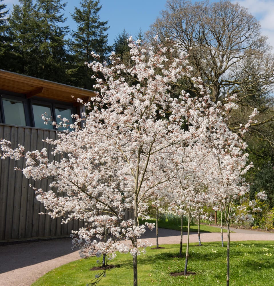 A lovely Amelanchier 'La Paloma' serviceberry blossom in a country cottage garden in spring.