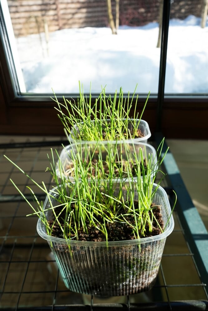 Onions growing, young leek seedlings in plastic containers on the windowsill.