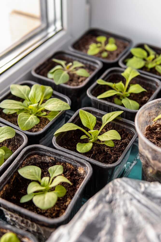 Petunia seedlings in small pots on the windowsill, soft focus: growing seedlings at home.