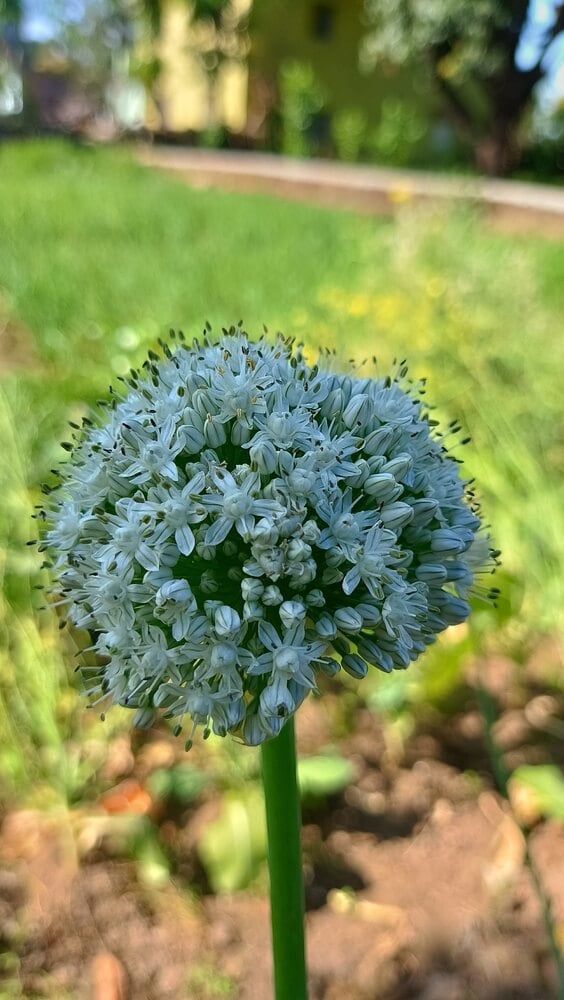 Planting seeds from onion flowers.