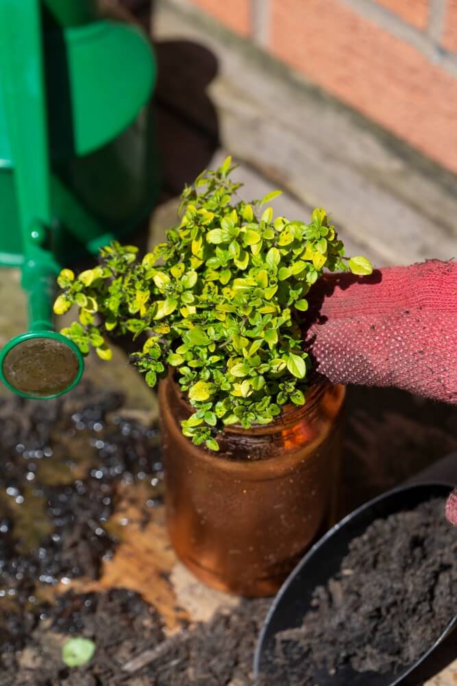 Planting thyme "Archer's Gold" in a gilded copper planter: a grow-your-own concept.