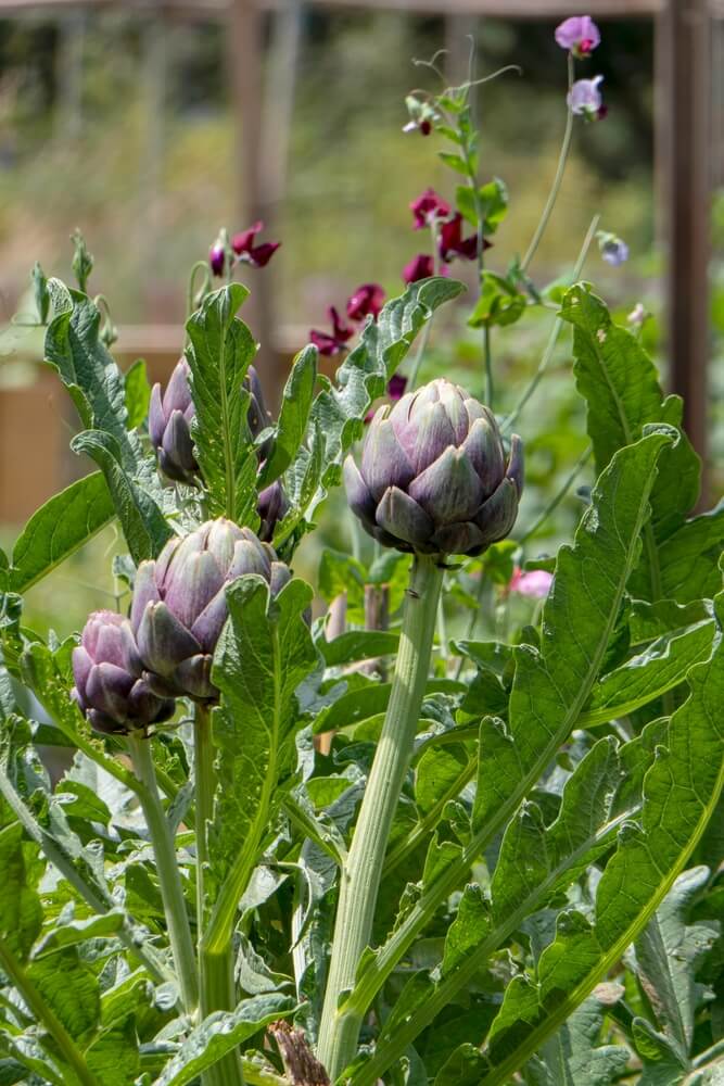 Ripe artichoke fruits, close-up on a blurred green background.