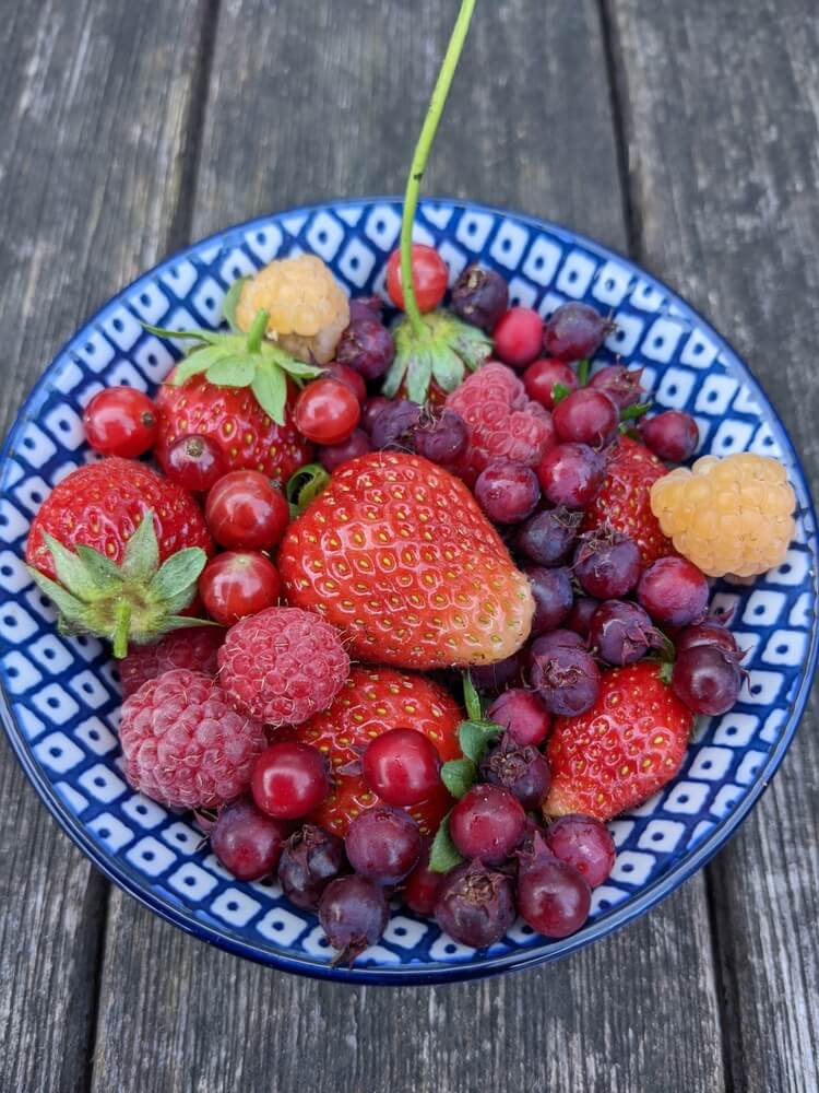 A small bowl of berries: strawberries, serviceberries, and yellow raspberries.