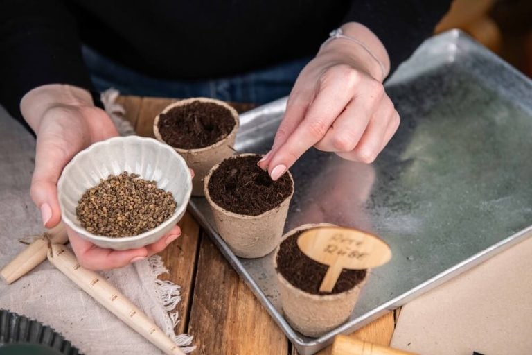 Sowing seeds in peat pot, filling with soil, planting vegetables.