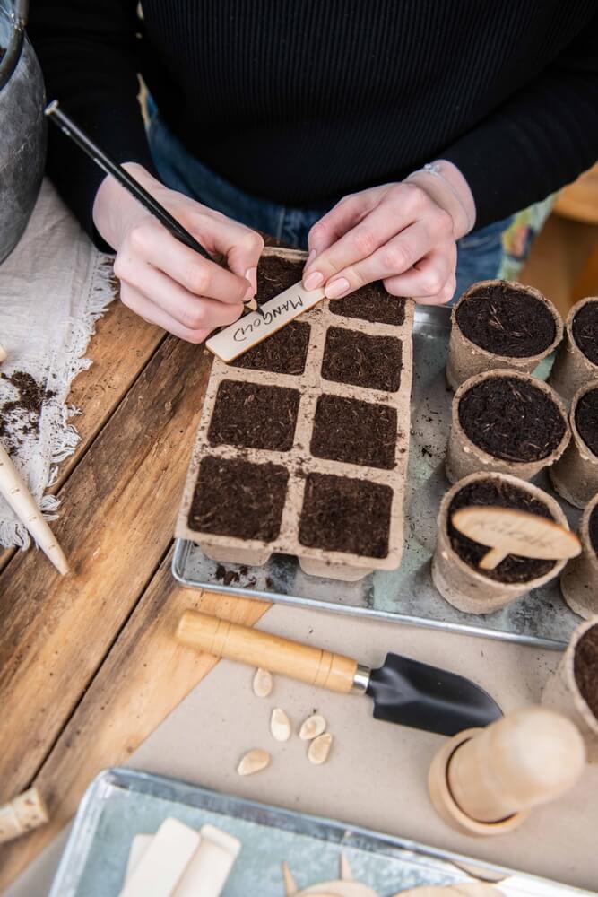 Sowing seeds in peat pots: filling with soil, planting your vegetables.