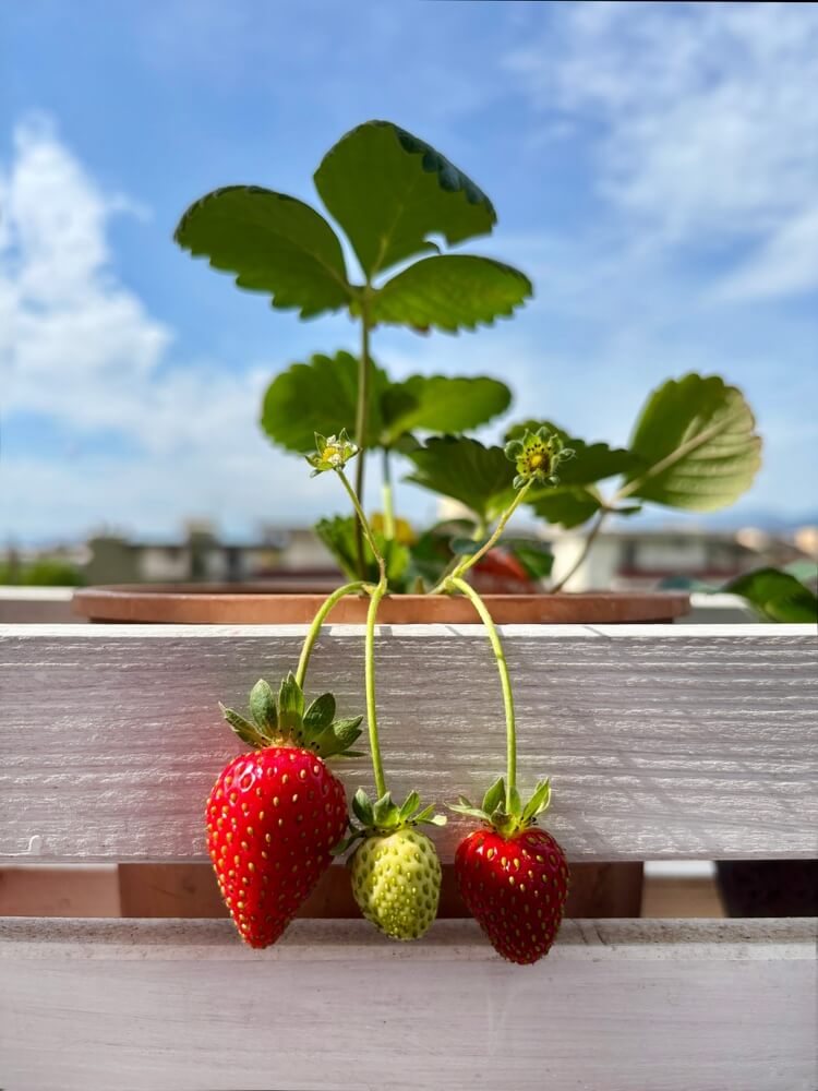 Strawberries growing in pots on the balcony: home gardening concept, healthy food.