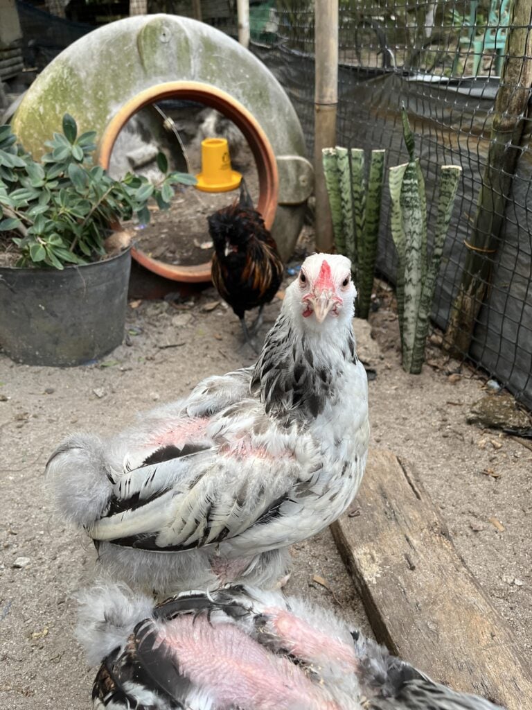 A close-up shot of a white Brahma chicken with black speckles standing in a backyard. The chicken shows some feather loss on its back, revealing pinkish skin, possibly due to molting or pecking.