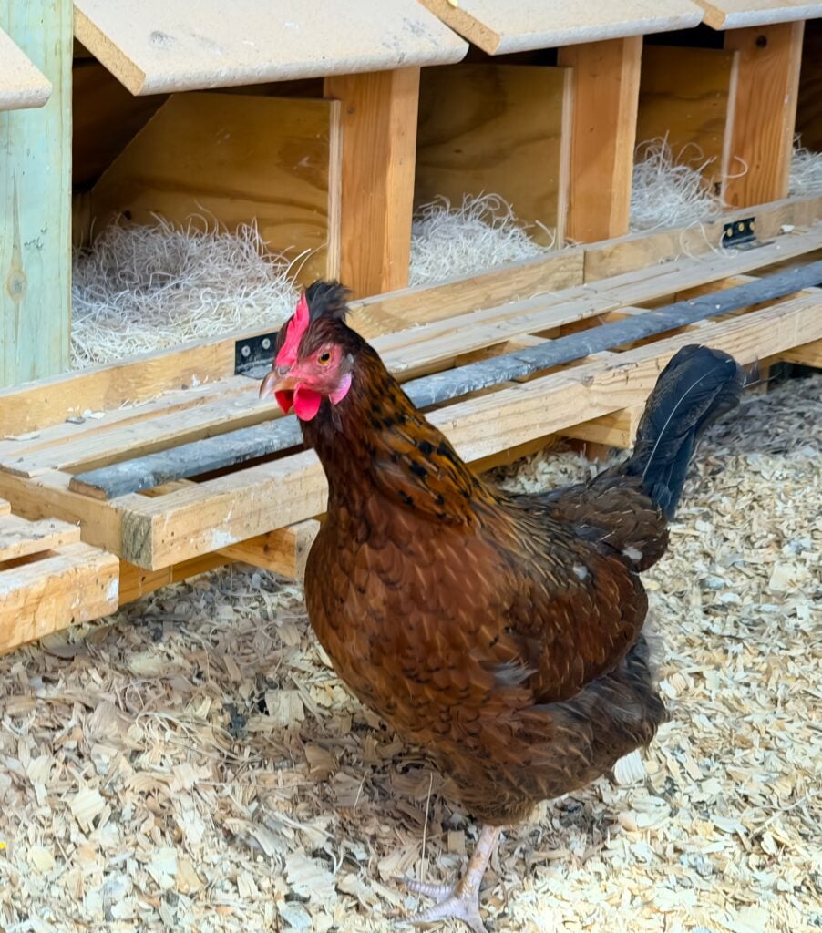 A hen in the coop