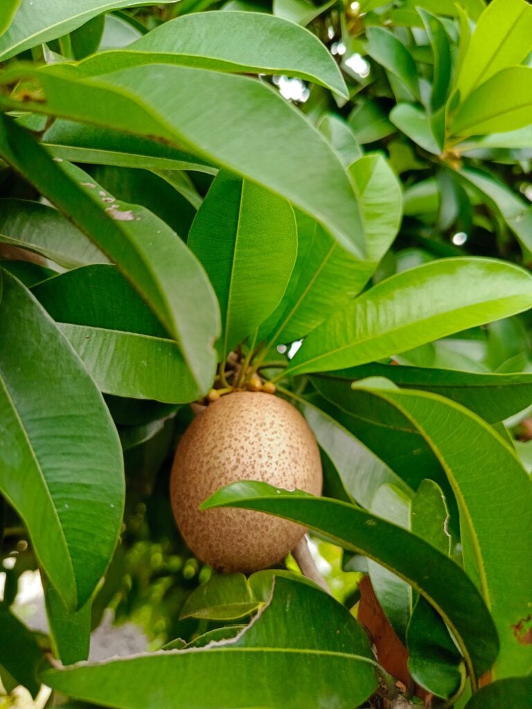 A natural view of a sapodilla (Manilkara zapota) fruit hanging on a tree, partially surrounded by lush green tropical leaves.