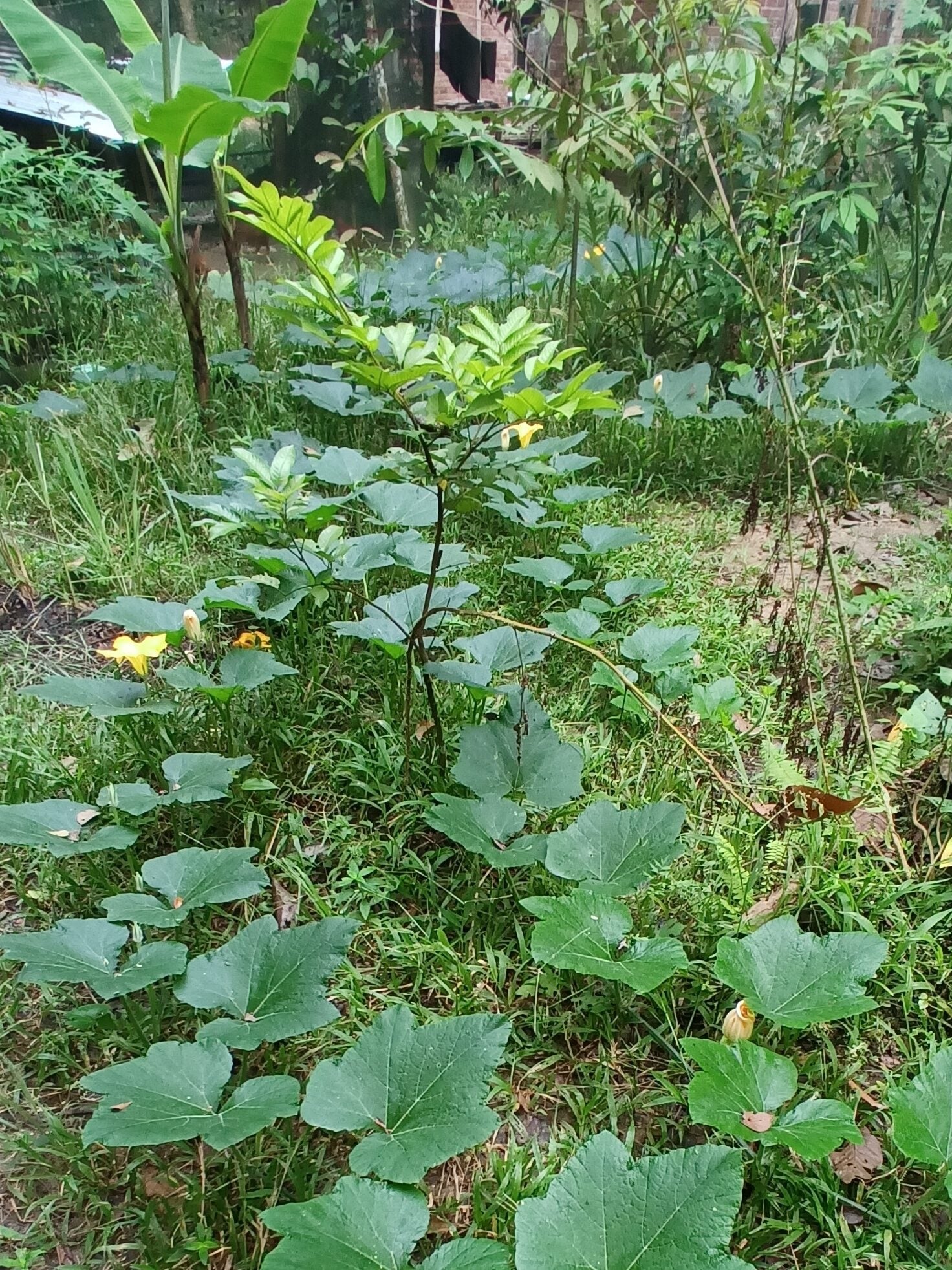 An organic permaculture garden with banana and pumpkin trees left to thrive on the ground along with grass.