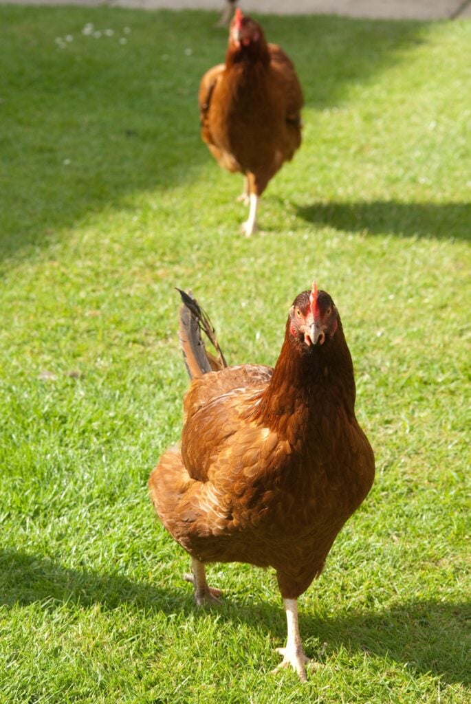 BABCOCK CHICKEN in a country garden setting