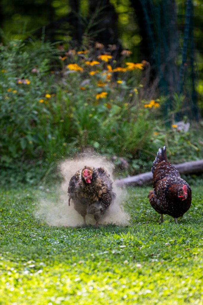 Backyard chickens dust bathing