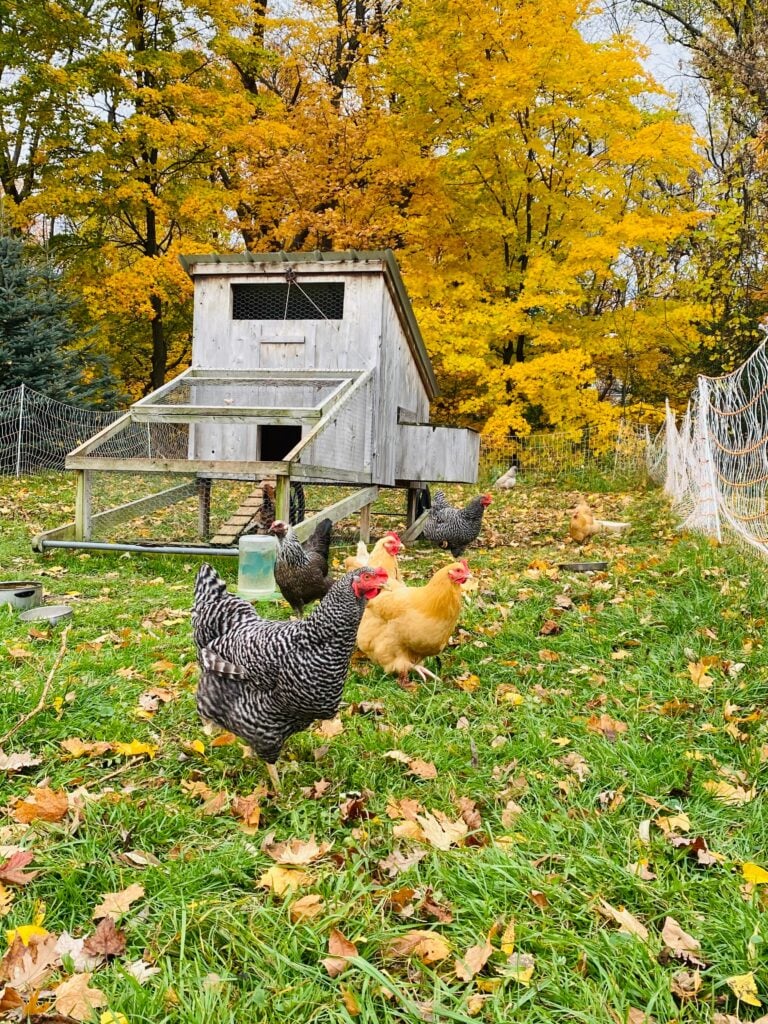 Backyard chickens roaming during autumn
