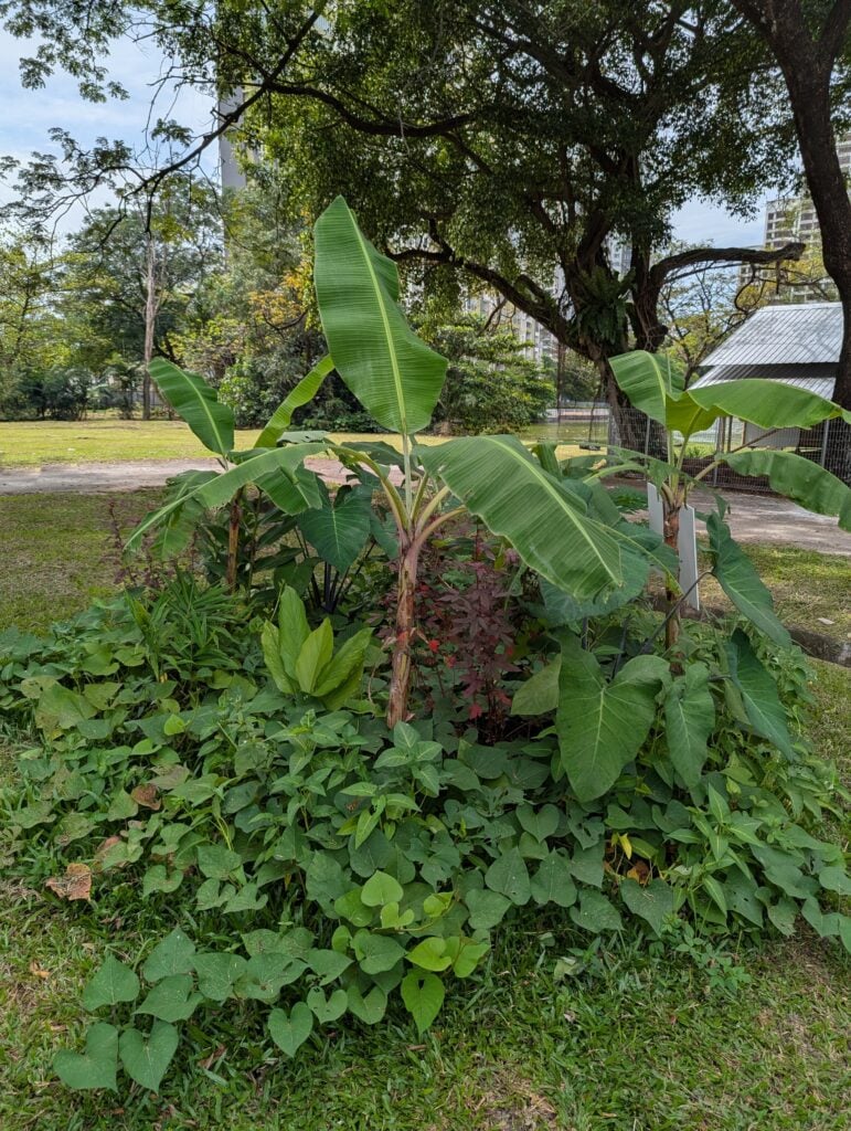 Banana circle - Banana planted in a circle with companion plants