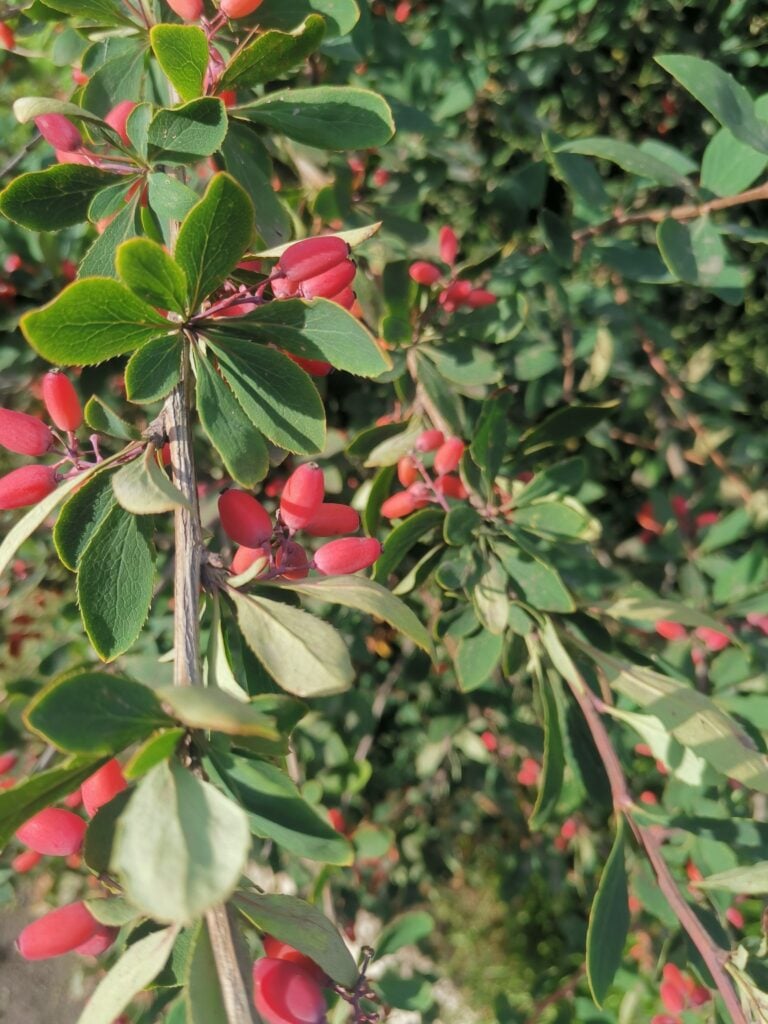 Beautiful fruits of the barberry shrub with green leaves