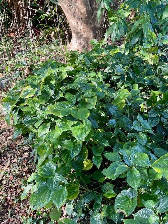Betel leaf groundcover in backyard permaculture food forest