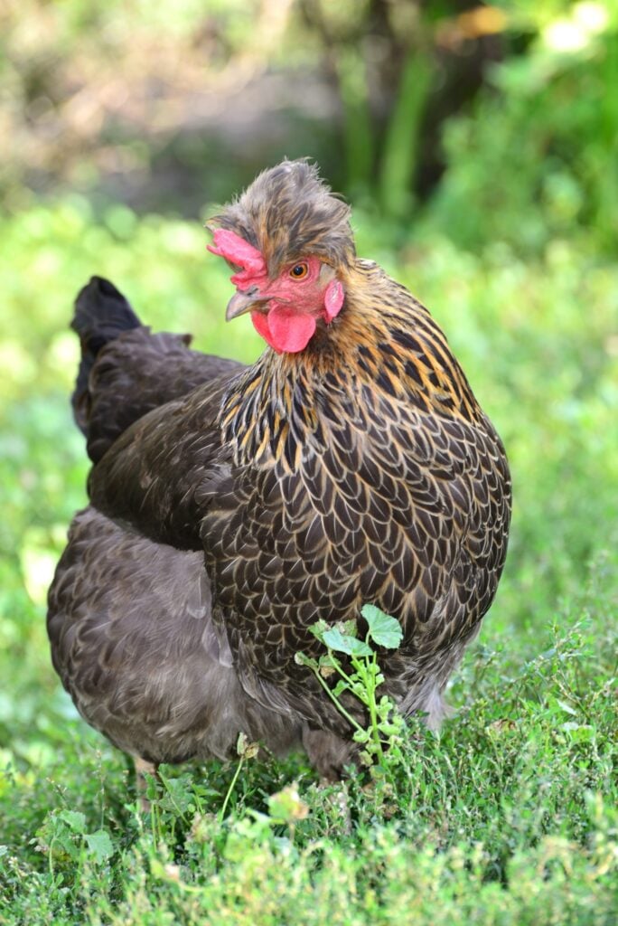 Brahma chicken walking on grass