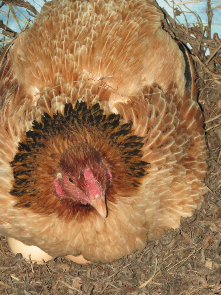 Broody hen..A broody hen is a chicken that has decided to sit on and hatch a clutch of eggs. The eggs may be fertilized or unfertilized. The broody hen will sit on the eggs day and night.