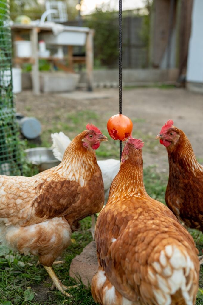 Brown and white chickens pecking at hanging red treat in outdoor enclosure.