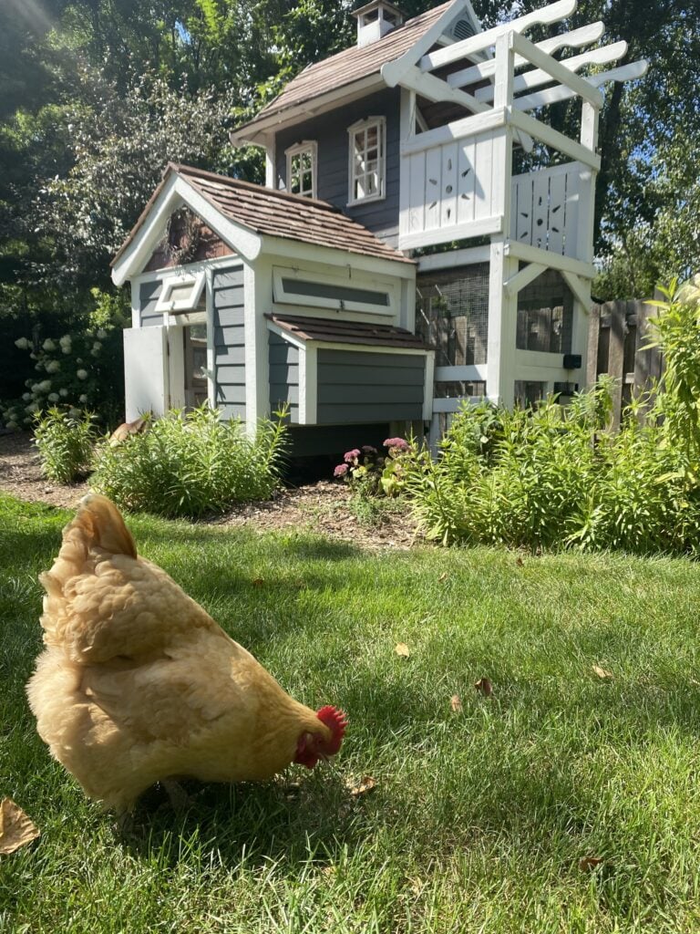 Chicken Coop Do it Yourself