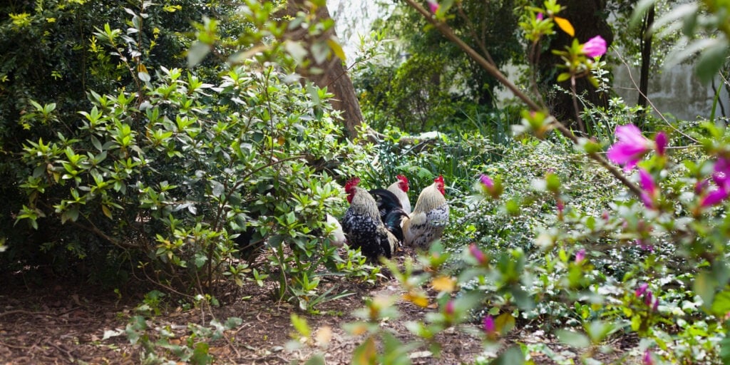 Chicken free in the forest floor - blooming rhododendrons. Permaculture, ecological farm Free Range Eggs.