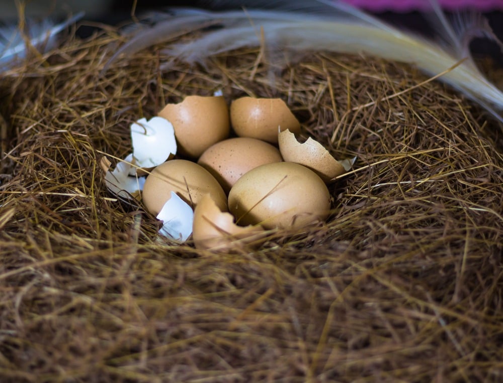 Chicken nest with broken egg
