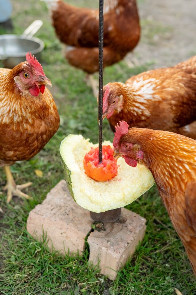 Chickens feeding on melon in farmyard setting featuring brown hens.