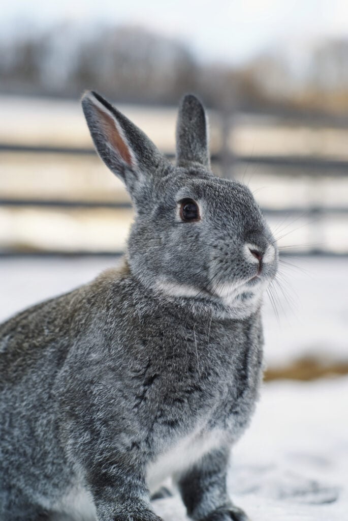 Chinchilla rabbit in the snow