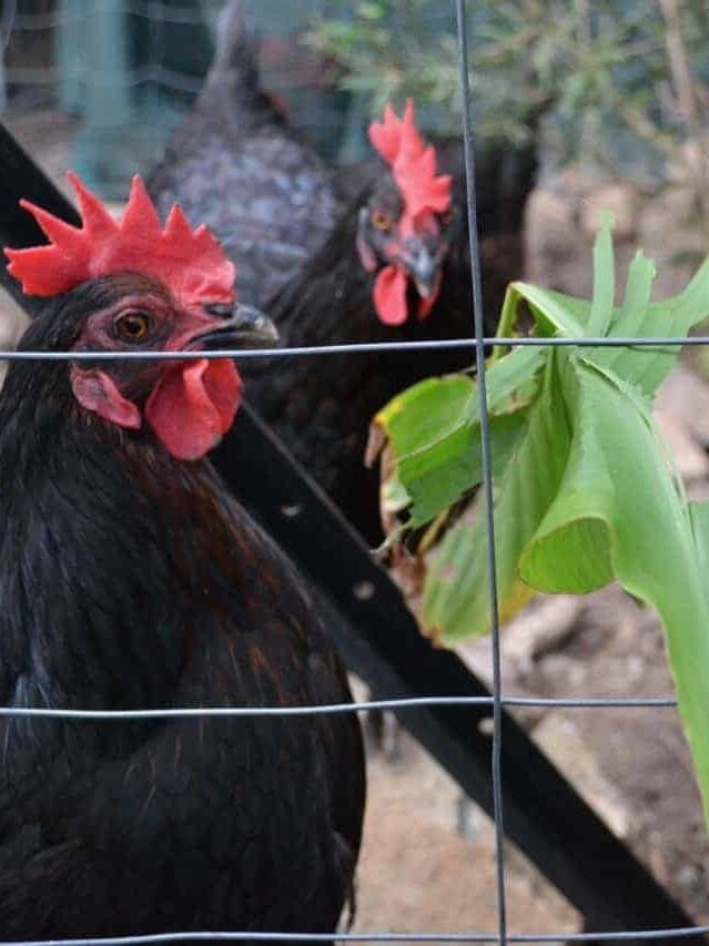 Chickens-love-Arrowroot-Canna-Edulis