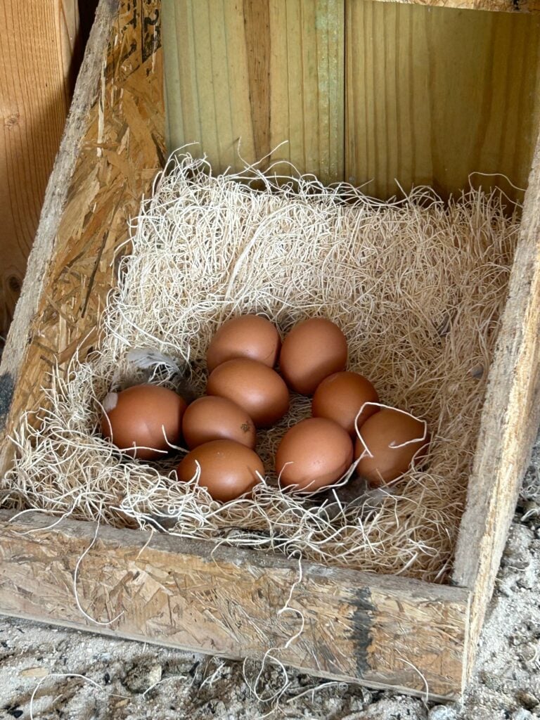 Eggs in nesting box found inside hen coop