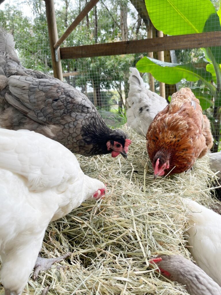 Backyard chickens pecking around hay in the coop