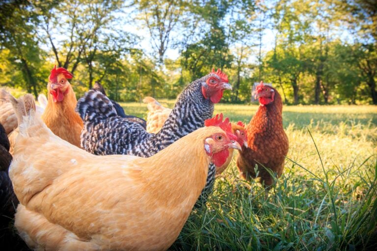 Flock of chickens grazing on grass in summer.