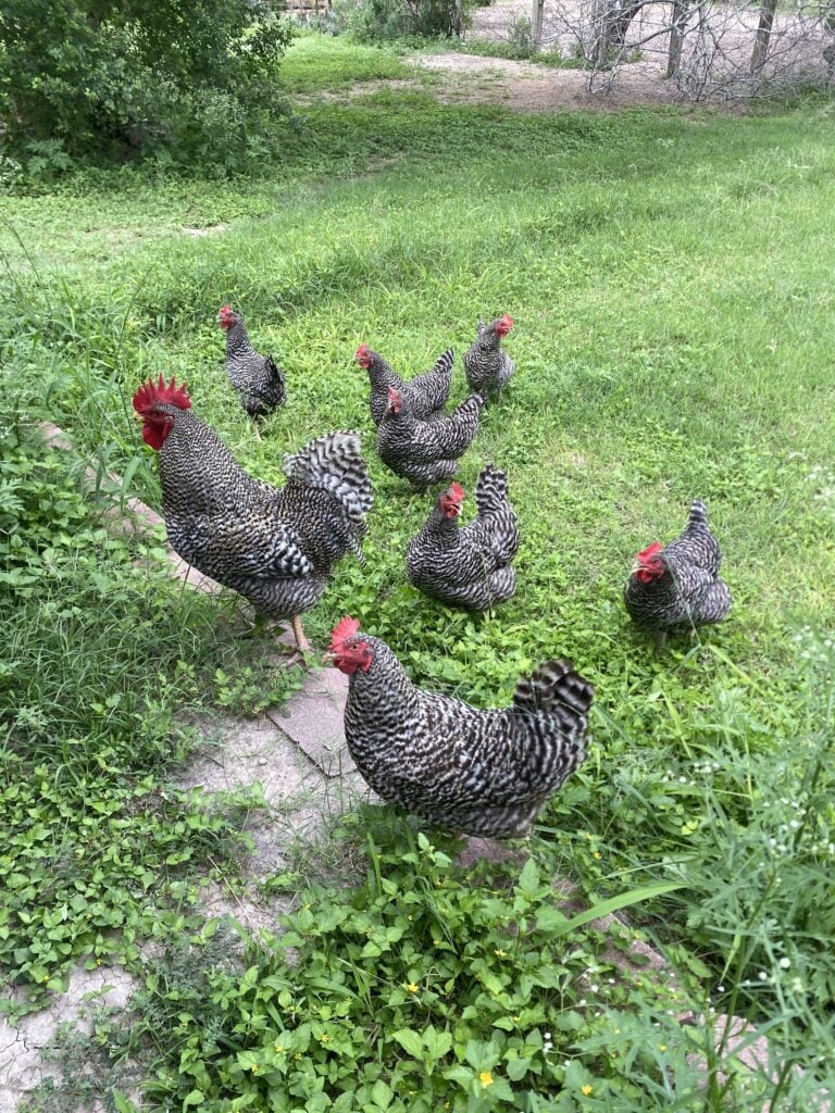 Flock of chickens with rooster