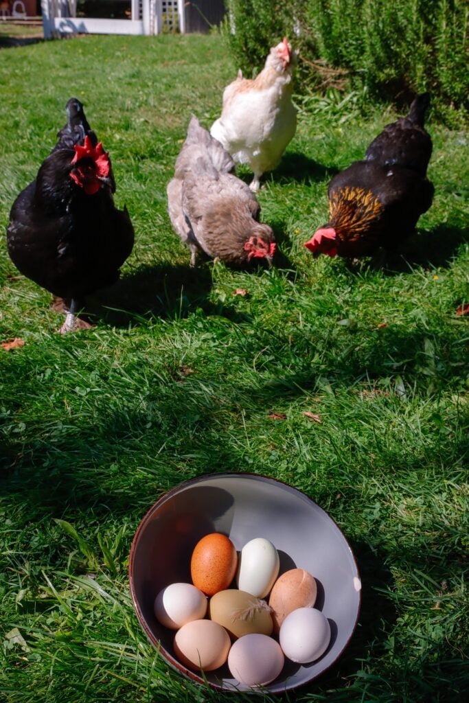 Free range chickens with a basket of eggs