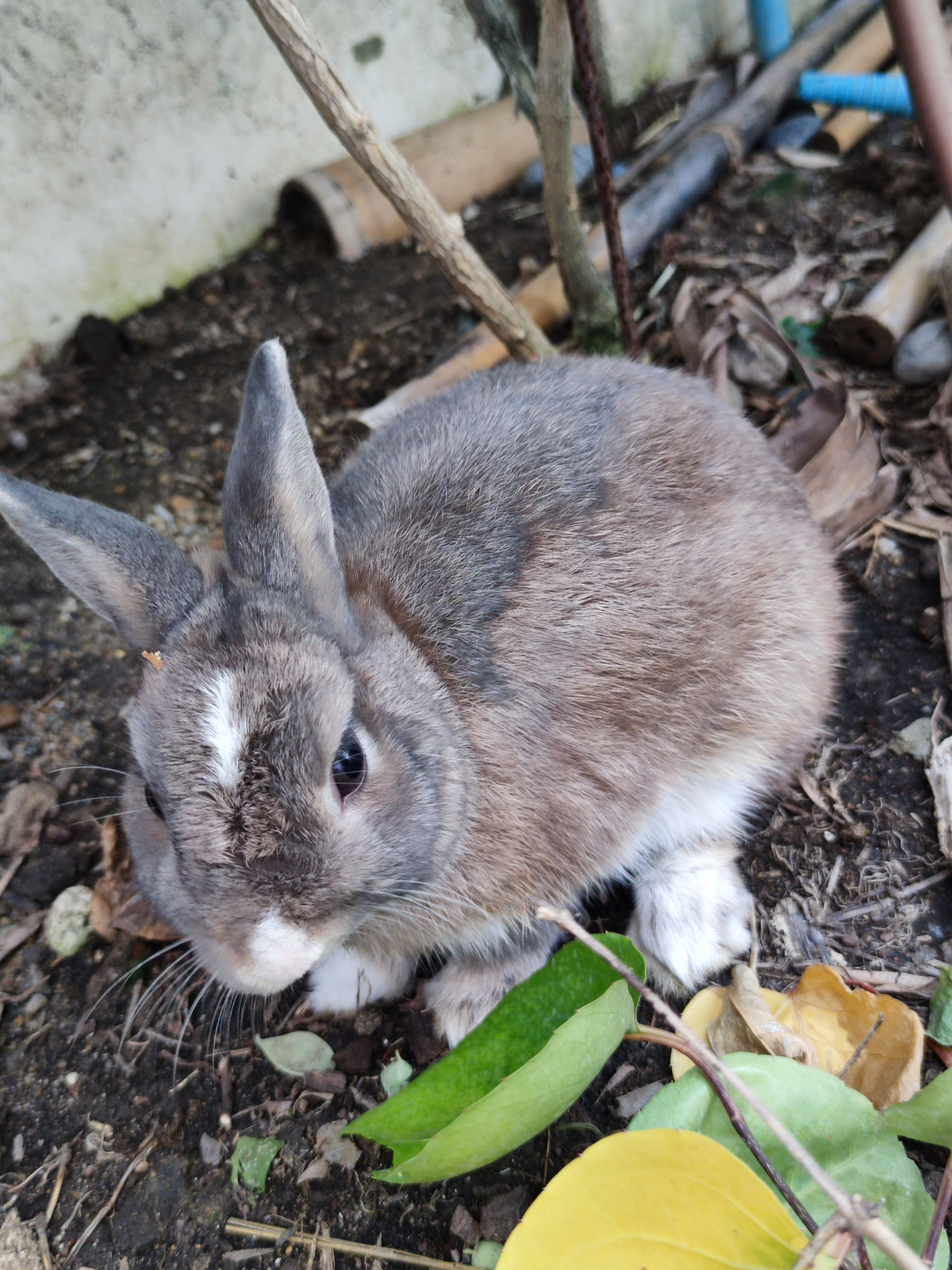 Ginger Meat Rabbit Raising Meat Rabbits for Beginners: What to Know Before You Start
