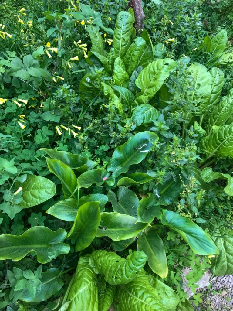 Green fresh vegetable garden. Permacultural garden. Food forest.