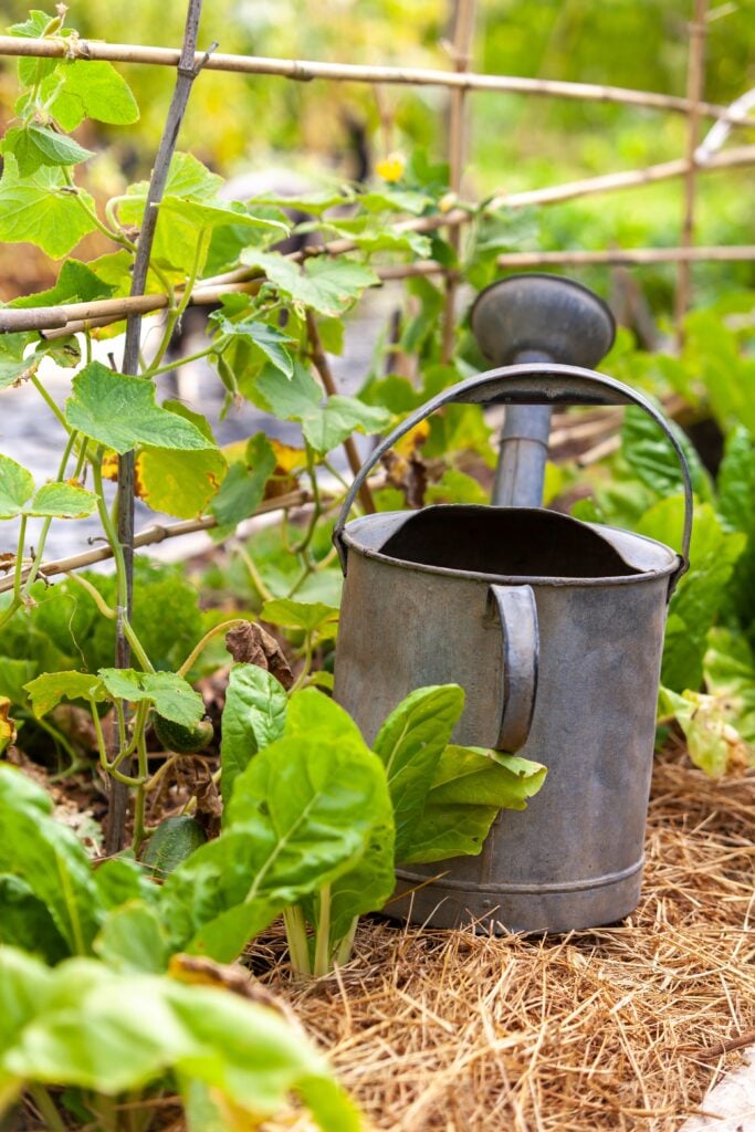 In the vegetable garden - Close-up of an old watering can placed in rows of mixed-crop vegetables (chard, cucumbers) - permaculture food forest