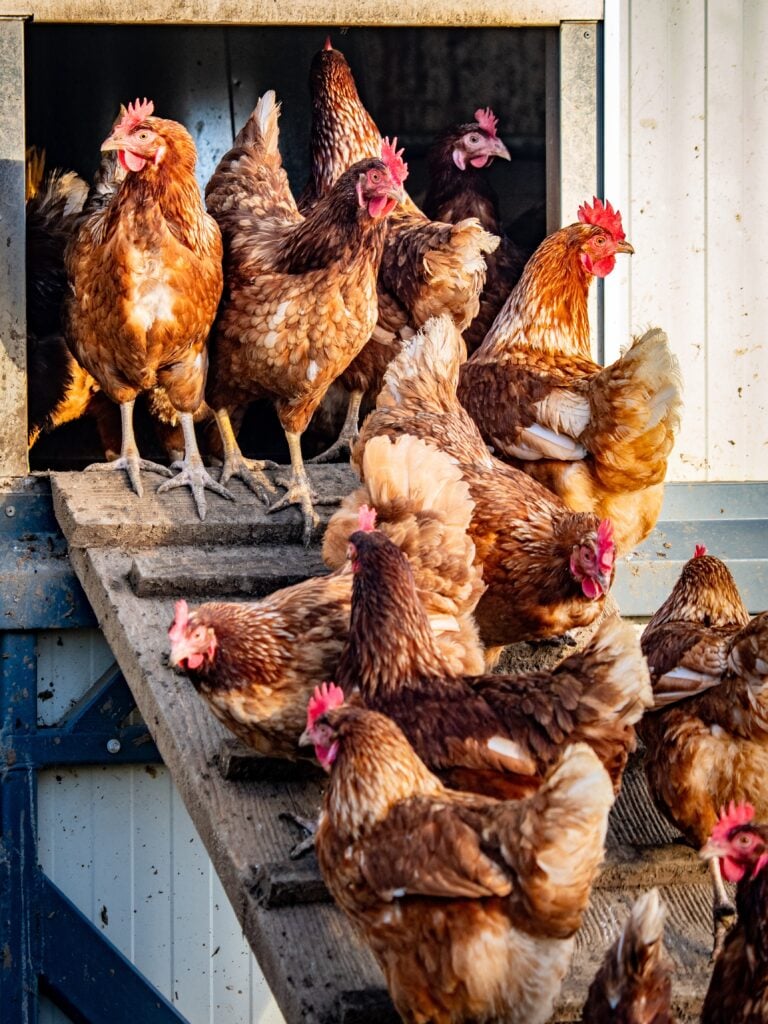 Many free-range chickens in front of a chicken wagon