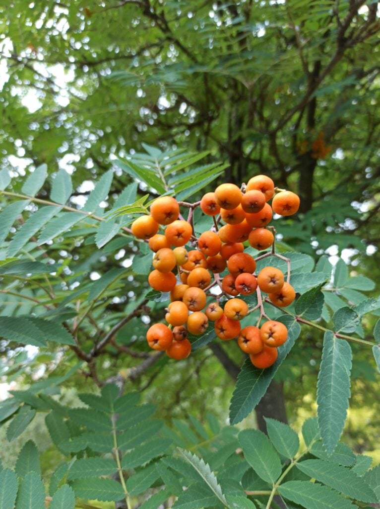 Mountain Ash, Rowan, Sorbier des oiseleurs, Sorbier des oiseaux - Sorbus aucuparia - Rosaceae, Rosacées