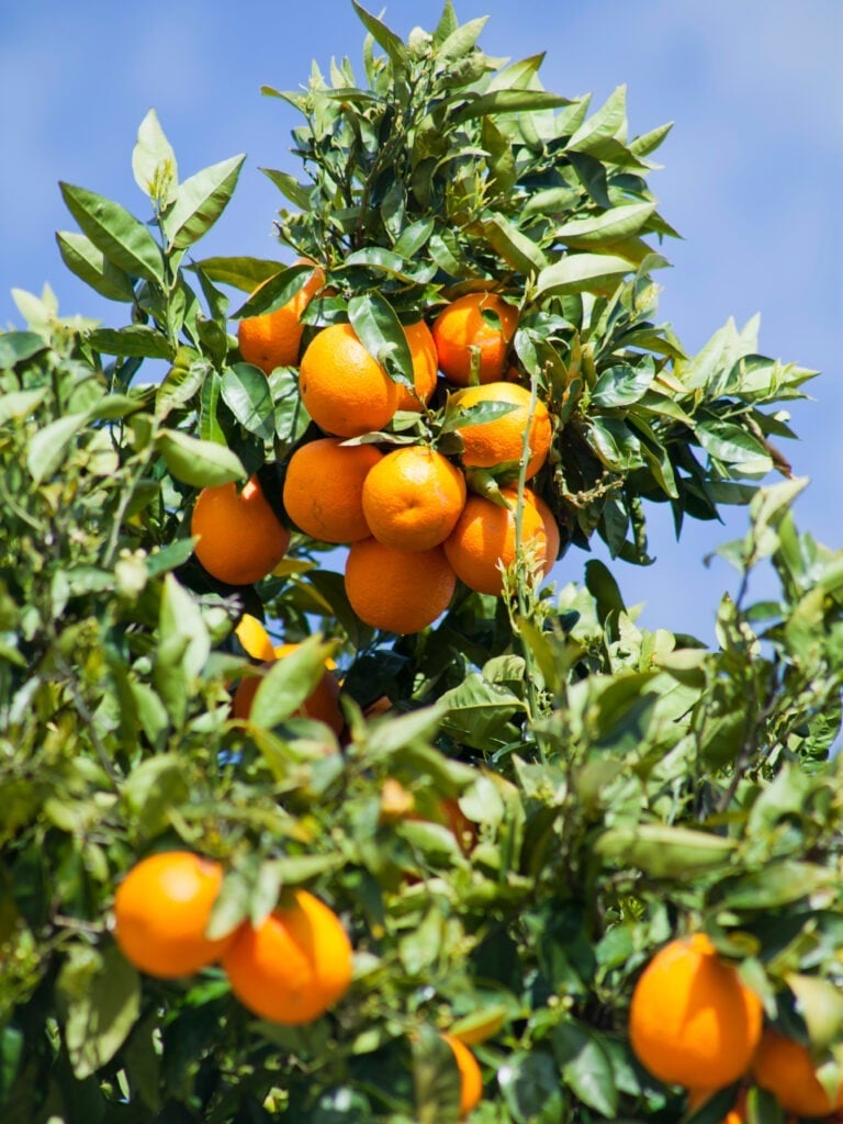 Orange trees with ripe delicious fruit on the trees- food crop, permaculture.