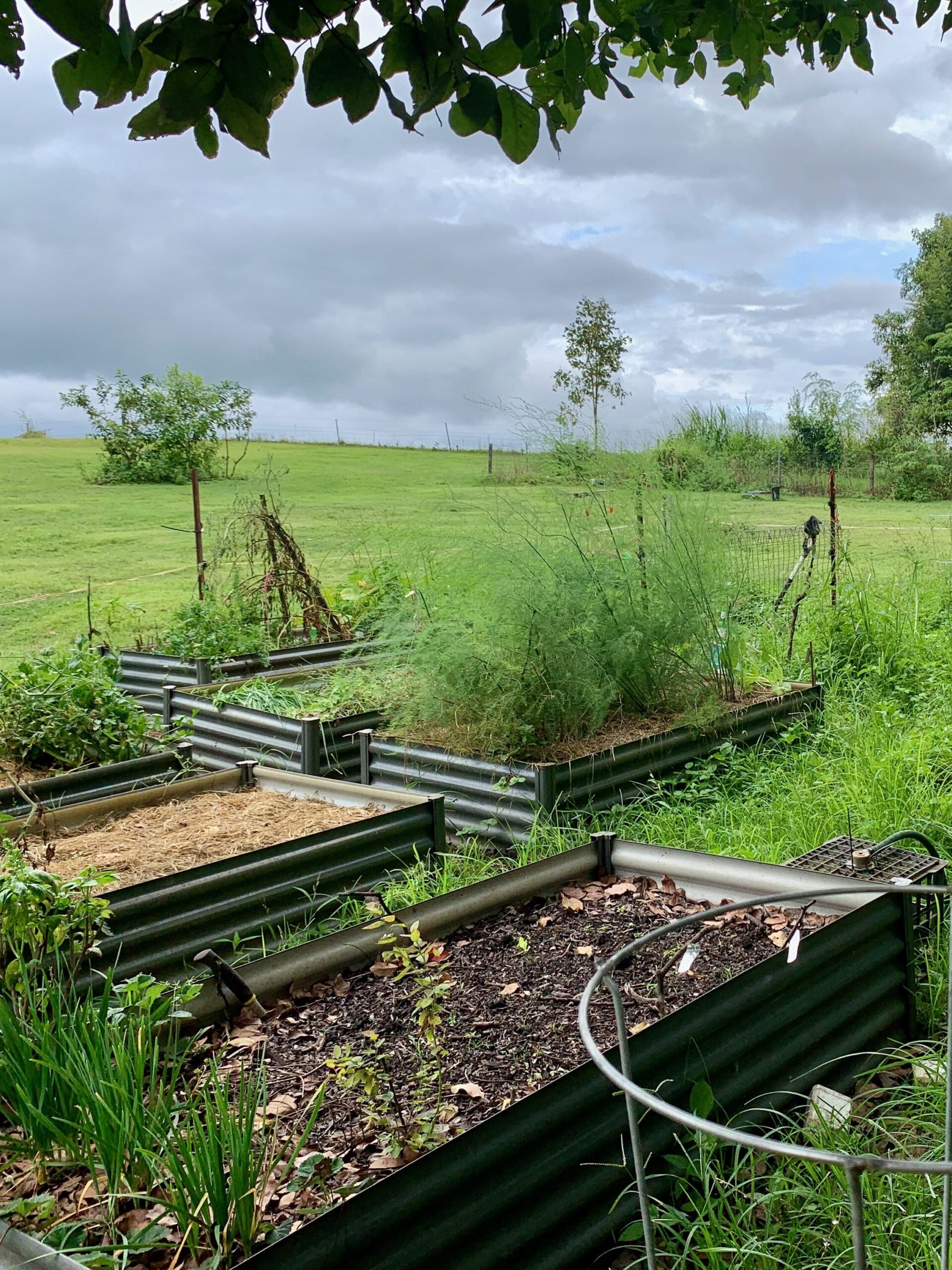 Our editor, Elle, lives in a tropical climate. Sometimes, her gardens receive over 40" of rain in a week. When it rains, it pours! It's important to plan and build resilient gardens that can withstand everything the climate and weather throw at you!
